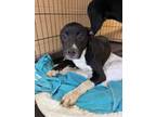 Adopt Chico 30126 a Black Labrador Retriever dog in Joplin, MO (41395121)