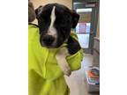 Adopt Evie 121973 a Black Pit Bull Terrier dog in Joplin, MO (41395119)