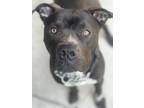 Adopt Loofy a Black American Pit Bull Terrier / Mixed dog in Northlake