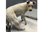 Adopt 86506 a White Labrador Retriever / Husky dog in Nogales, AZ (41395091)