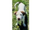 Adopt Daniel a White Coonhound / Mixed Breed (Medium) / Mixed (short coat) dog