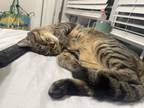Adopt Oakley a Gray or Blue Tabby / Mixed (short coat) cat in San Antonio