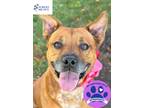 Adopt Morgan a Red/Golden/Orange/Chestnut Mixed Breed (Large) / Mixed dog in