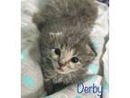 Adopt Derby a Gray or Blue Domestic Shorthair / Domestic Shorthair / Mixed cat