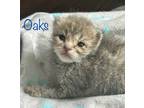Adopt Oaks a Gray or Blue Domestic Shorthair / Mixed Breed (Medium) / Mixed