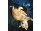 Adopt Riott a Orange or Red Domestic Shorthair / Domestic Shorthair / Mixed cat