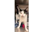 Adopt Indie a All Black Domestic Shorthair / Domestic Shorthair / Mixed cat in