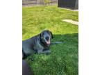 Adopt Remi a Black - with Gray or Silver Labrador Retriever / Mixed dog in