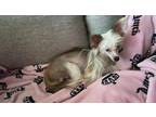 Adopt KJ a Tan/Yellow/Fawn - with White Chinese Crested / Mixed dog in San