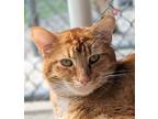 Adopt Morris a Orange or Red Domestic Shorthair / Mixed Breed (Medium) / Mixed