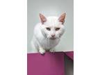 Adopt Lita a White Domestic Shorthair / Domestic Shorthair / Mixed cat in