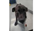 Adopt Charles a Black Mixed Breed (Medium) / Mixed dog in Greenwood