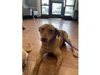 Adopt Farah a Red/Golden/Orange/Chestnut Labrador Retriever / Mixed dog in Baton