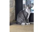 Adopt Bagel a Tiger Striped Domestic Shorthair / Mixed (short coat) cat in The