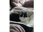 Adopt Jazzy a Black & White or Tuxedo Domestic Longhair / Mixed (long coat) cat
