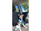 Adopt Chico a Black - with Tan, Yellow or Fawn Chiweenie / Mixed dog in Temple