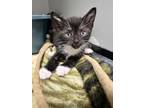 Adopt David Meowie a All Black Domestic Shorthair / Mixed Breed (Medium) / Mixed