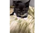 Adopt Paw McCartney a All Black Domestic Shorthair / Domestic Shorthair / Mixed