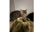 Adopt Meowly Cyrus a Gray or Blue Domestic Shorthair / Domestic Shorthair /