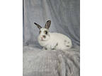 Adopt Cinnabun a White Dwarf / Other/Unknown / Mixed rabbit in Moncton