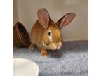 Adopt Peanut a Red Other/Unknown / American Sable / Mixed rabbit in Hilliard