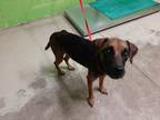 Adopt Pringle a Brown/Chocolate Mixed Breed (Large) / Mixed dog in Green Cove