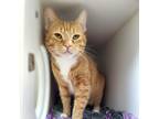 Adopt Cuddles a Orange or Red Domestic Shorthair / Domestic Shorthair / Mixed