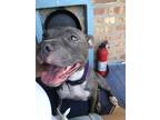 Adopt Birdie a Gray/Silver/Salt & Pepper - with White American Staffordshire