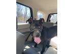 Adopt Rocky a Black - with White American Pit Bull Terrier / Mutt / Mixed dog in