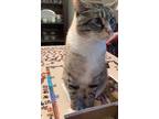 Adopt Shiloh a Gray or Blue American Shorthair / Mixed (short coat) cat in Ball