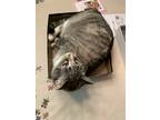 Adopt Shiloh a Gray or Blue (Mostly) American Shorthair / Mixed (short coat) cat