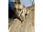 Adopt Tammy a Red/Golden/Orange/Chestnut American Pit Bull Terrier / Mixed dog