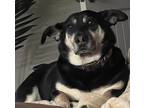 Adopt Odus a Black - with White Corgi / Mixed dog in Barnesville, GA (41154548)