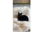 Adopt Sebastian a All Black American Shorthair / Mixed (short coat) cat in
