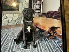 Adopt RIP a Brindle Mastiff / Labrador Retriever / Mixed dog in Rathdrum