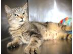 Adopt Lemon a Brown or Chocolate Domestic Shorthair cat in Johnstown