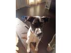 Adopt Shayna a Black - with White Boxer / Labrador Retriever / Mixed dog in