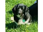 Adopt JJ a Black Dachshund / Mixed dog in Baraboo, WI (41338520)