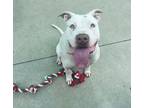 Adopt Sugar a White American Pit Bull Terrier / Mixed dog in Longview