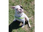 Adopt JoJo a White Boxer / Mixed dog in Baraboo, WI (41270784)