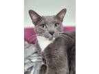 Adopt Zayn a Gray or Blue Domestic Shorthair / Domestic Shorthair / Mixed cat in