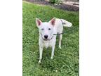 Adopt Miss May a White Shepherd (Unknown Type) / Mixed dog in Knoxville
