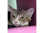 Adopt Taylor a Brown or Chocolate Domestic Shorthair / Domestic Shorthair /