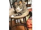 Adopt Isabel a Tiger Striped American Shorthair / Mixed (short coat) cat in