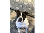 Adopt Taz a White - with Tan, Yellow or Fawn Bull Terrier / Mixed dog in