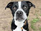 Adopt Rory a Black Mixed Breed (Medium) / Mixed dog in Georgetown, TX (41387752)
