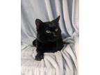 Adopt Murdock a All Black Domestic Shorthair / Domestic Shorthair / Mixed cat in