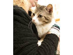 Adopt Reggie a Gray or Blue Domestic Shorthair / Mixed (short coat) cat in