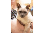 Adopt Amm a Cream or Ivory Siamese / Mixed cat in Potsdam, NY (41391849)