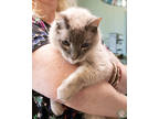 Adopt Si a Cream or Ivory Siamese / Domestic Shorthair / Mixed cat in Potsdam